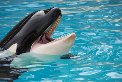 Bayi Paus Orca di Selandia Baru Ini Mati saat Pencarian Induknya yang Hilang!