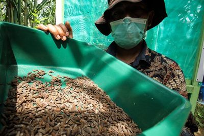 FOTO: Budi Daya Larva Lalat Untuk Pakan Ikan