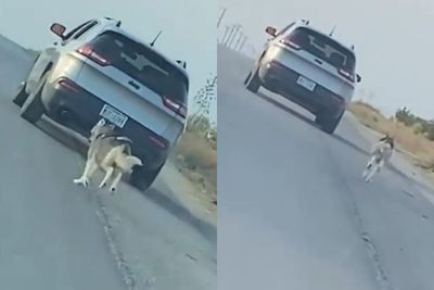Viral Video Kekejaman Terhadap Seekor Hewan, Pria Ini Buang Anjingnya di Tepi Jalan
