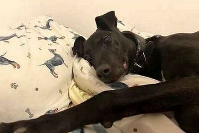 Anjing Paling Diabaikan di Inggris, 7 Tahun di Kandang karena Tak Ada yang Mengadopsi