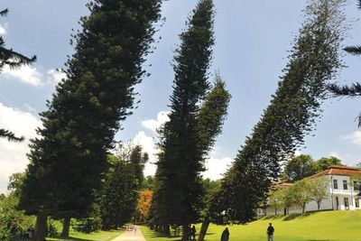 Tanaman Ini Akan Tumbuh Miring ke Samping saat Ditanam di Luar Habitat Aslinya