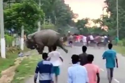 Ikut Menggoda Kawanan Gajah yang Lewat di Jalan, Bocah Ini Tewas Diinjak