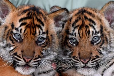 FOTO: Melihat Bayi Harimau Sumatera di Taman Safari Prigen