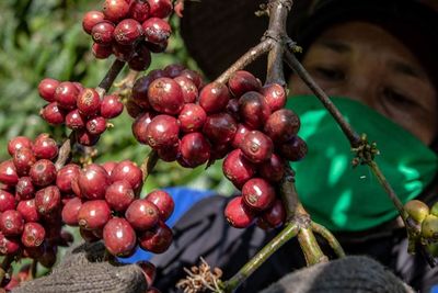 FOTO: Panen Raya Kopi Robusta Kualitas Ekspor