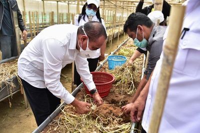 Dorong Pembibitan Kentang di Karo, Gubsu Edy: Biar Cukup untuk Satu Pulau Sumatera