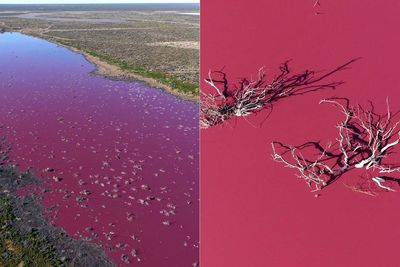 Danau di Argentina Berubah Jadi Pink, Tampak Indah Tapi Berbahaya