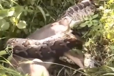 Viral Ular Anaconda Raksasa Memakan Anak Sapi Utuh, Videonya Bikin Ngeri!