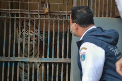 Dua Harimau Sumatera di Ragunan Positif COVID-19, Alami Gejala Flu, Lemas dan Sesak Napas