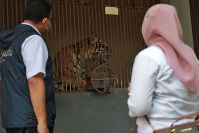 Ragunan Pastikan Tak Ada Satwa Lain yang Terpapar COVID-19, Hanya Harimau Sumatera