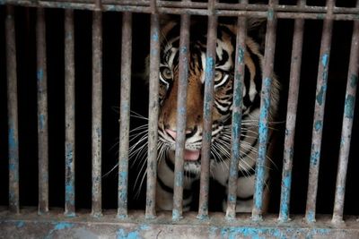 Anies Baswedan Kunjungi Harimau Positif COVID-19 di Ragunan: Alhamdulillah Berangsur Pulih