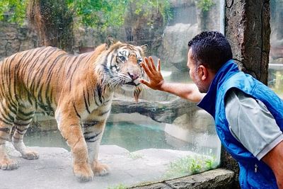 Momen Haru Ijeck Bertemu Harimau Kesayangannya, Bikin Netizen Baper