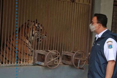 Sempat Alami Gejala Sesak Napas, Harimau Sumatera Hari dan Tino Kini Sembuh dari Covid-19