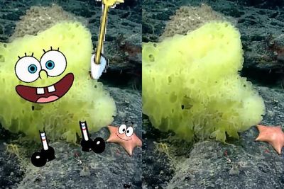 Ilmuwan Laut Temukan Kehidupan Nyata SpongeBob dan Patrick Star di Samudra Atlantik, Lucu!