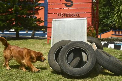 FOTO: Pelatihan Anjing SAR Manado