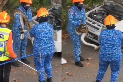 Detik-detik Menegangkan Ular Piton Bersembunyi di Mobil yang Terbengkalai