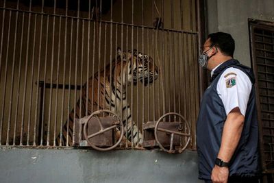 Kondisi Harimau Sumatera Positif Covid-19, Anies: Sudah Tunjukan Tanda Kesembuhan