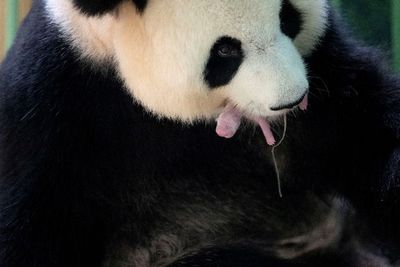 FOTO: Dua Bayi Panda Lahir di Kebun Binatang Beauval Prancis