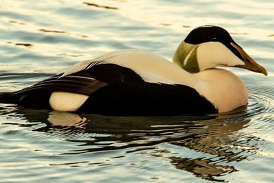 Inilah Bebek Laut dengan Bulu Termahal di Dunia yang Jadi Buruan Banyak Orang