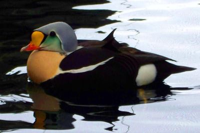 Wow! Bebek Laut Ini Miliki Harga Bulu Termahal di Dunia