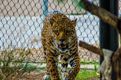 Pria Ini Dilarikan ke Rumah Sakit Usai Nekat Melompat ke Kandang Jaguar