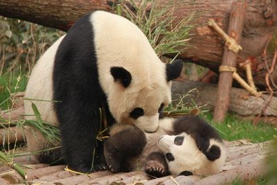 Panda Ini Lahirkan Bayi Kembar di Kebun Bintang Prancis!