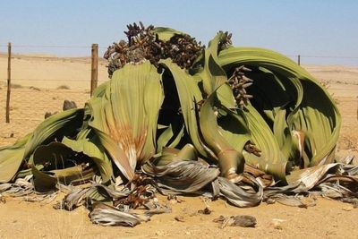 Welwitschia, Tanaman yang Bisa Bertahan Ribuan Tahun di Gurun Namib