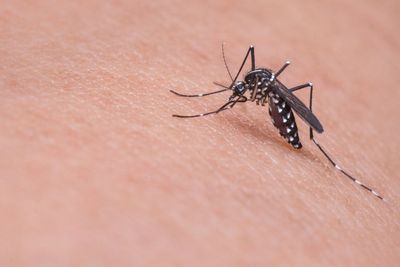 7 Cara Menghilangkan Bekas Gigitan Nyamuk yang Menghitam