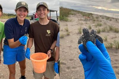 South Carolina State Parks Berhasil Menemukan Penyu Kecil Berkepala Dua!