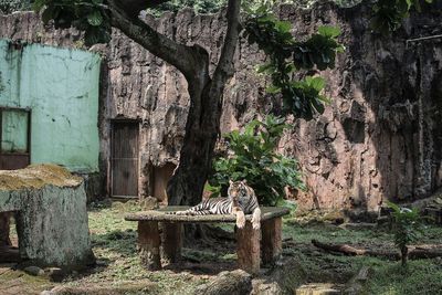 Pesan Satgas COVID-19 Usai Harimau Ragunan Kena COVID-19