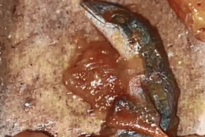 Menjijikkan! Wanita Ini Temukan Cicak Mati Berbalut Sambal di Bungkusan Pecel Ayam