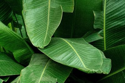 Selain untuk Pembungkus Makanan, Ketahui Manfaat Lain Daun Pisang