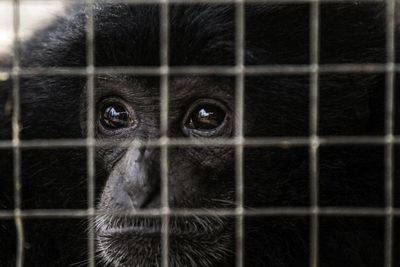 FOTO: BKSDA Terima Siamang Serahan Warga