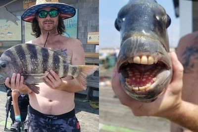 Viral Ikan Unik di Amerika Serikat, Punya Gigi Mirip Manusia