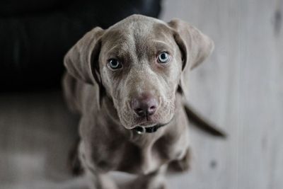 Studi: Anjing Tahu Kapan Manusia Membohongi Mereka!