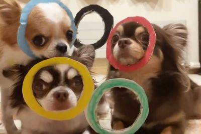 Gemasnya Aksi Anjing di Jepang Pose Bentuk Logo Olimpiade, Netizen: Ya Ampun Lucu Banget