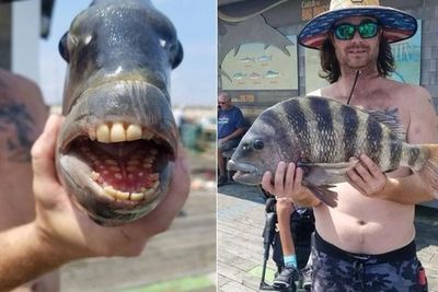 Heboh Ikan Bergigi Besar Seperti Manusia, Penampakannya Bikin Merinding