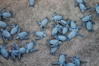 Ternyata, Tukik Lebih Sering Konsumsi Mikroplastik di Lautan