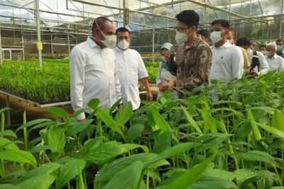Gubsu Edy Siap Dukung Pembibitan Pisang di Asahan: Saya Lakukan Semampu Saya