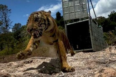 Tak Sadar Kandangnya Terbuka, Wanita Muda Ini Tewas Digigit Harimau di Taman Safari 