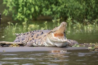 Berenang di Rawa, Tentara Australia Diterkam Buaya