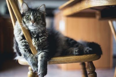 Selamat Hari Kucing Sedunia! Ini Fakta Menarik Tentang Kucing yang Kamu Harus Tahu