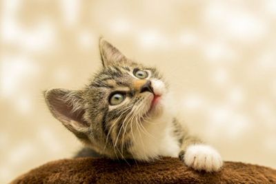 Selamat Hari Kucing Sedunia, Berikut Fakta Menarik soal Kucing