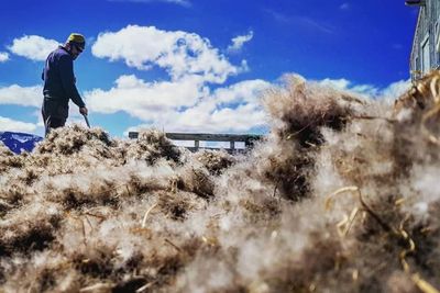 Ini dia Bulu Termahal di Dunia, Harganya Mencapai Rp71,56 Juta per Kilogram!