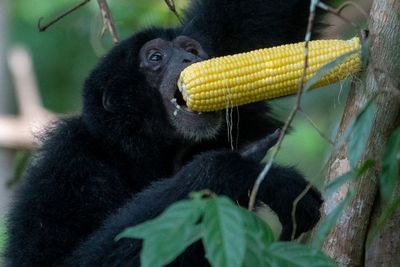 FOTO: Pelepasliaran Siamang di Kawasan Suaka Margasatwa Dangku