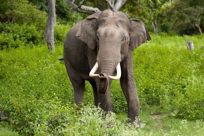 Kawanan Gajah Ini Akhirnya Pulang ke Rumah , Usai Cari Sumber Makanan