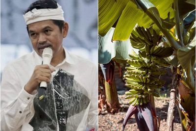 Hutan Bambu di Purwakarta Ditebang dan Disulap Jadi Kebun Pisang, Dedi Mulyadi Marah Besar