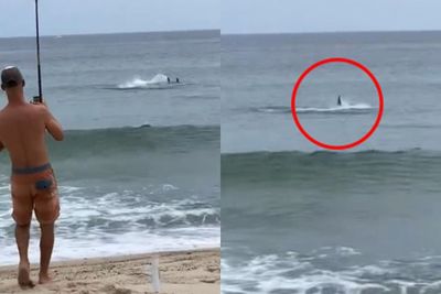 Lagi Asyik Mancing, Pria Ini Terkejut Umpannya Malah Berhasil Mengait Hiu Putih Besar