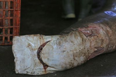 FOTO: Hiu Hasil Tangkapan Nelayan