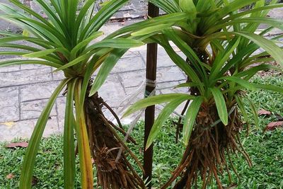 Berikut Ini Manfaat Daun Pandan untuk Kesehatan!
