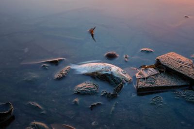 Diduga Tercemari Limbah Minyak, Ratusan Ribu Ikan Milik Warga Medan Mati Mendadak